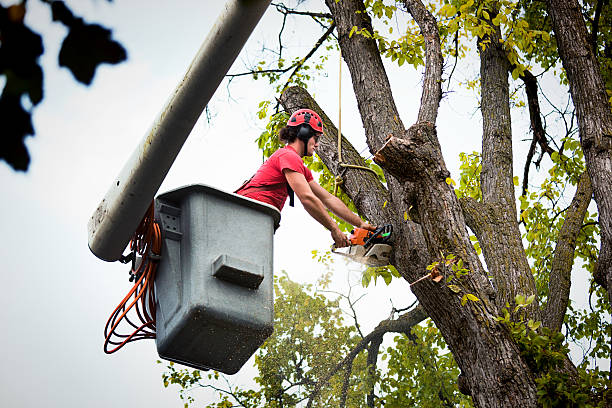 How Our Tree Care Process Works  in  La Grande, OR